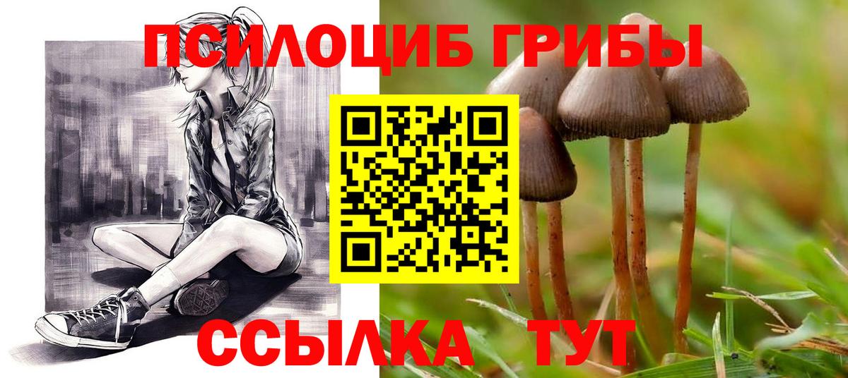 Донской  Псилоцибиновые грибы MAGIC MUSHROOMS  Вход с VPN  Псилоцибиновые грибы Psilocybine cubensis 